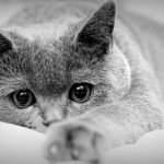 Gray-Cat-Eyes-HD-Wallpapers